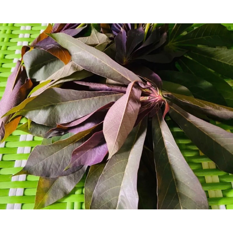 

Daun singkong sapi kuru daun singkong racun segar 250 gram-az