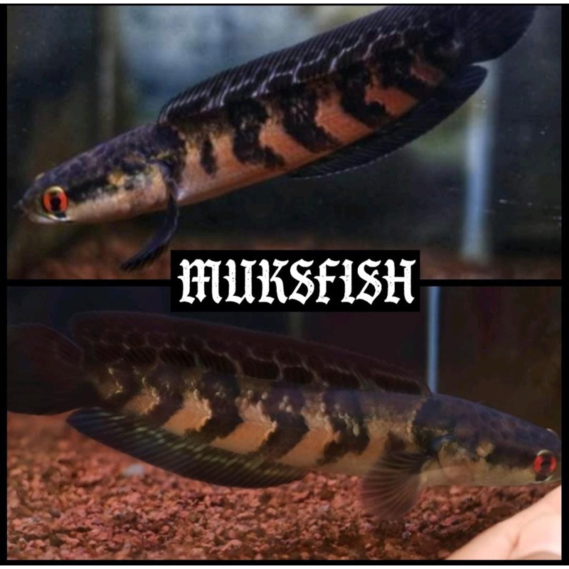 Red Lempuyang 100% REAL SORTIAN BERGARANSI