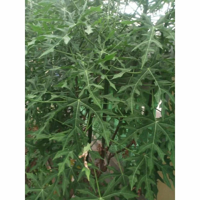

Daun pepaya jepang fresh / Daun gedi