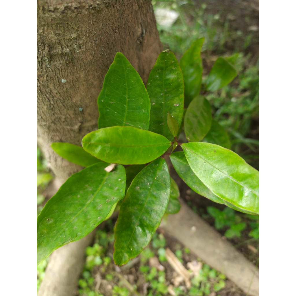 

DAUUUUN JAMMMMMMBU AIRR;''\\]