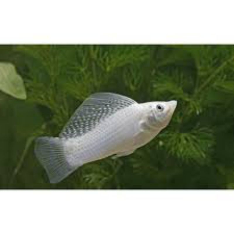 ikan molly platinum