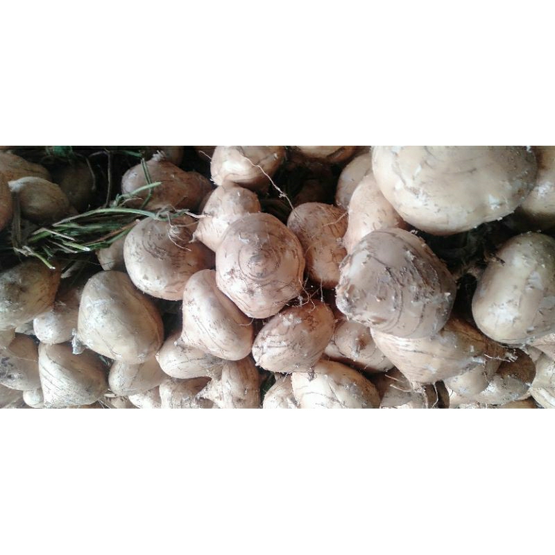 

BUAH BENGKOANG BENGKUANG