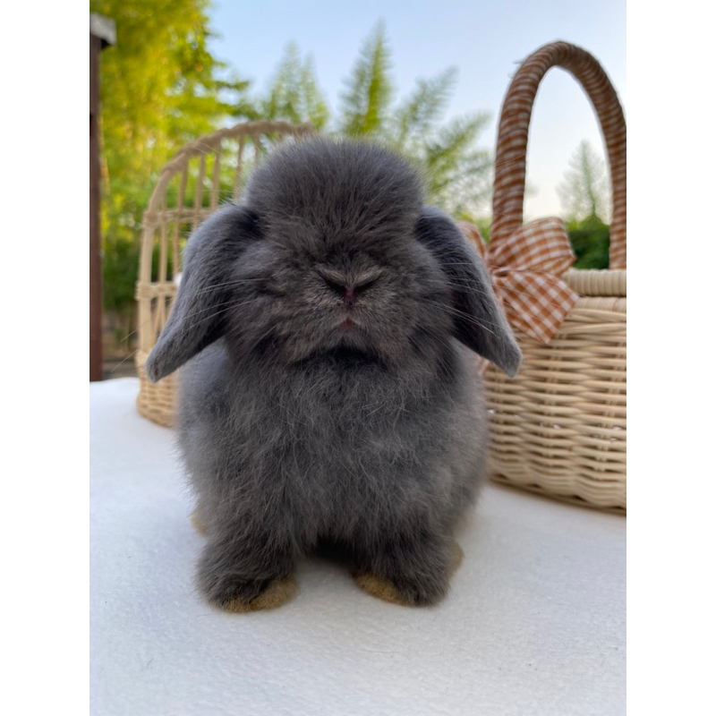 Kelinci Holland Lop Junior Betina Blue Luna