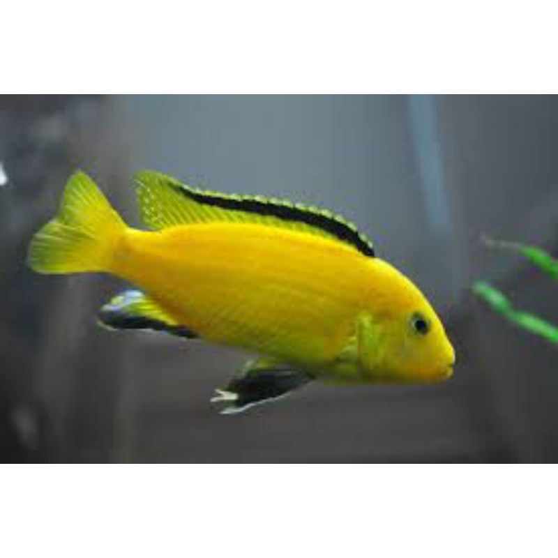 ikan hias lemon kecil