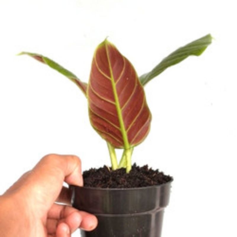 philodendron subhastatum