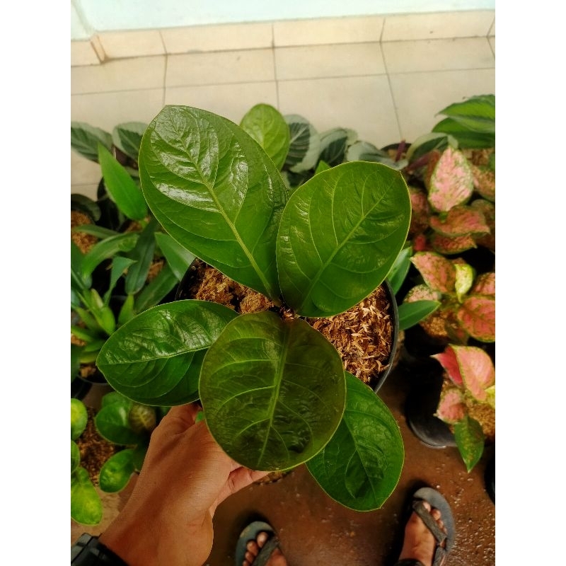 tanaman hias anturium cuke /anturium mangkok /anturium cut keke