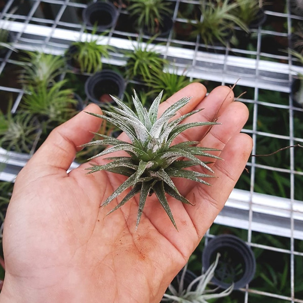 Tanaman Tillandsia Ionantha Vanhyningii - Tanaman gantung / Tanaman Hias / Airplant