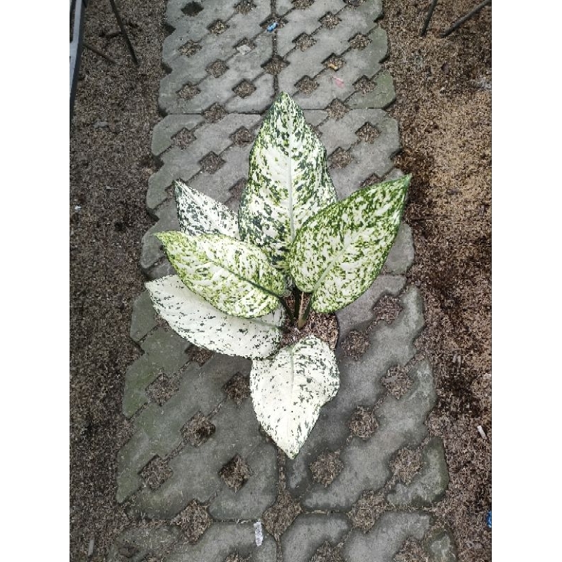 Aglonema Big leaf