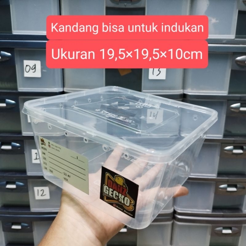 [6 Box] Kandang Gecko Bisa Sampai Adult