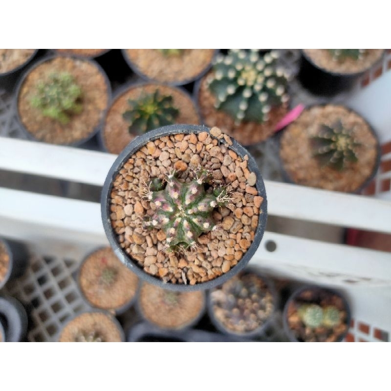 Kaktus Gymnocalycium-Gymno Tlux/T-Lux