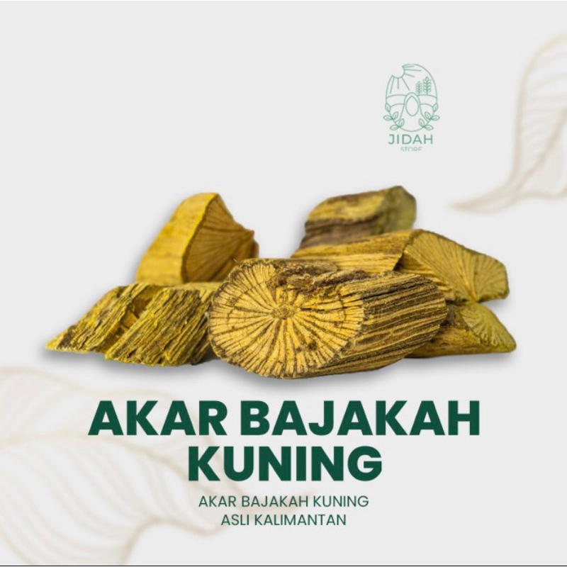 

bajakah akar kuning