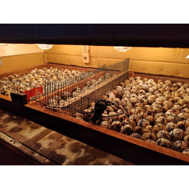 telur puyuh fertil GPS COKLAT DOMINAN 75% BETINA [paket 50 butir] bisa di tetaskan/untuk di tetaskan