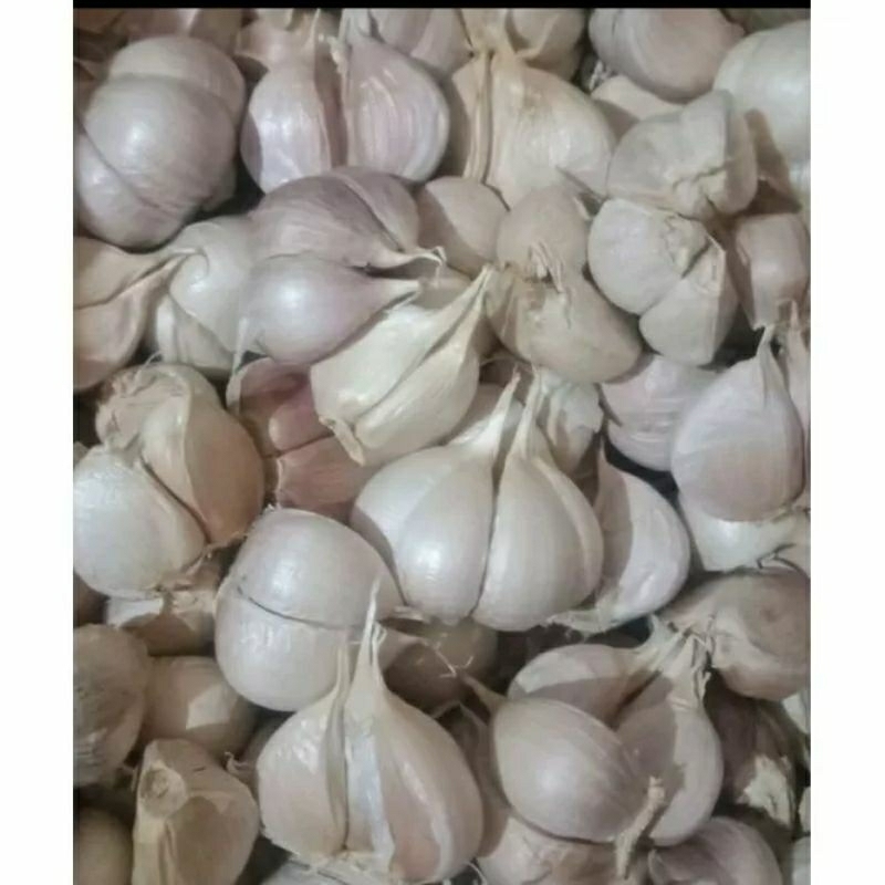 

Bawang putih kating