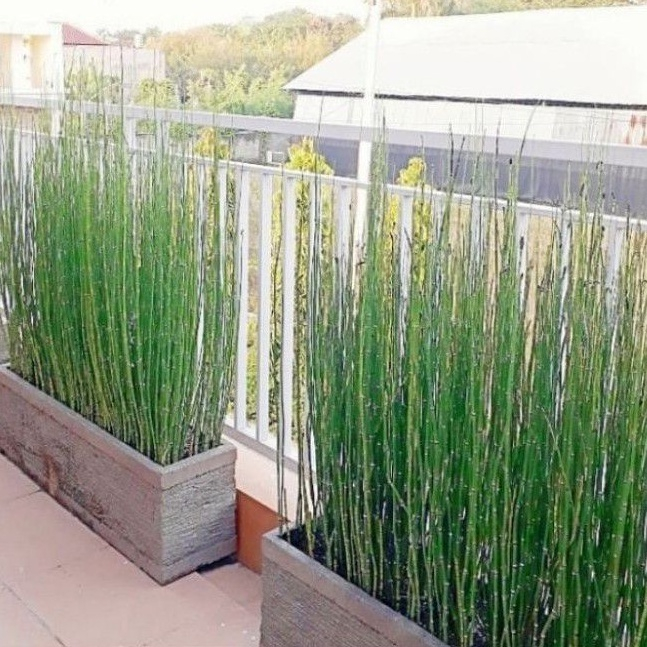 Tanaman Pagar Bambu Air Segar Rimbun Pohon Bambu Aer / Hiasan Kolam Bambu Air Tanaman Air Pohon Bamb