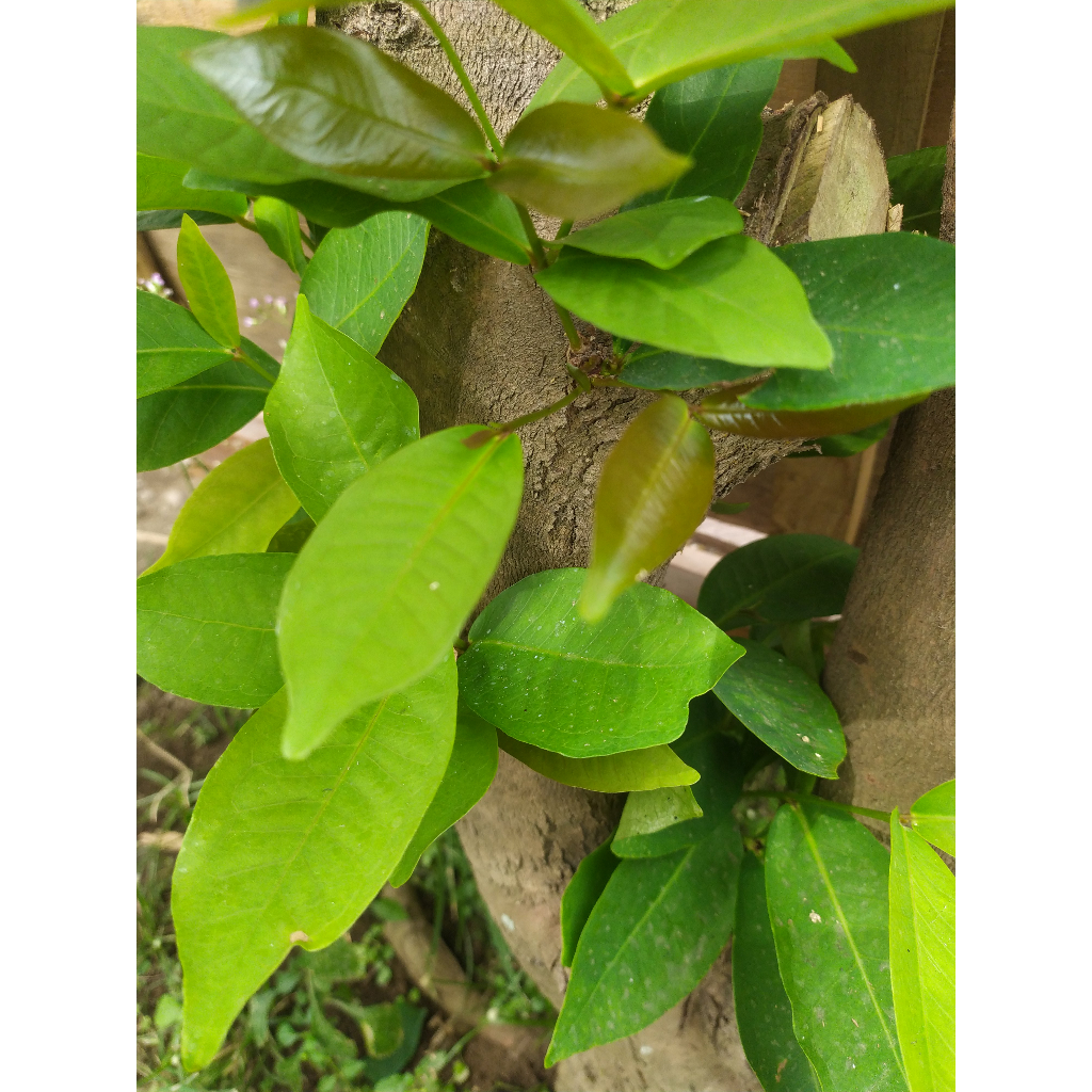 

DAUN JAMMMMMBU AIRR;[;[];%^%&