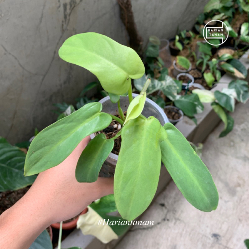 Tanaman Hias Vertikal garden violin golden / philodendron violin golden