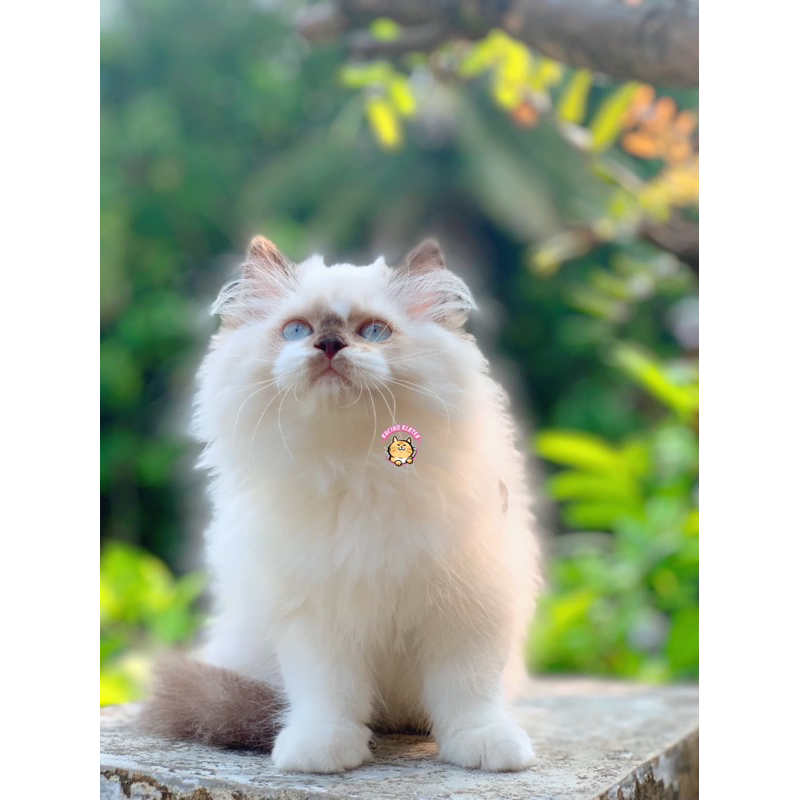 RAGDOLL PURE NONPED FEMALE