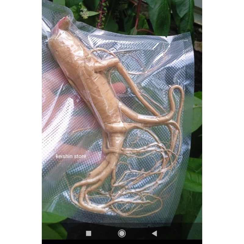 Ginseng merah korea original