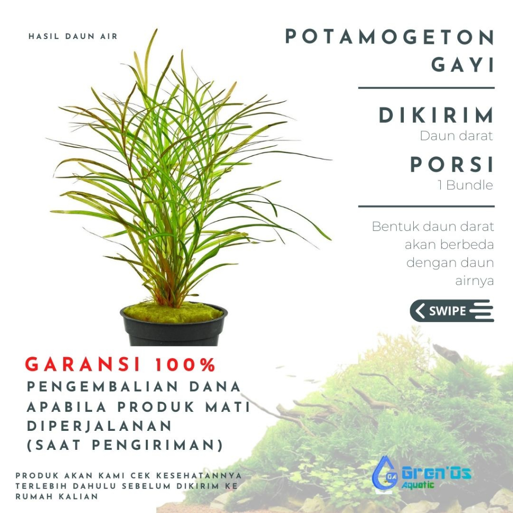 Potamogeton Gayi Tanaman Tumbuhan Aquascape Aquarium Akuarium Tanpa Low Co2 Chana Channa Cana