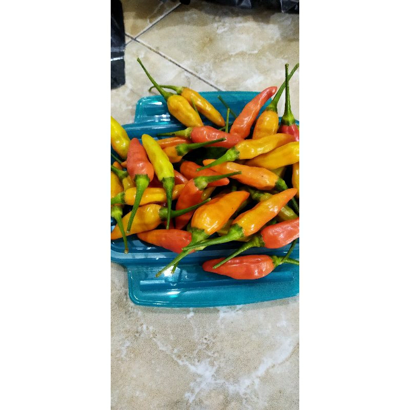 

cabe rawit pedas 100gram murah