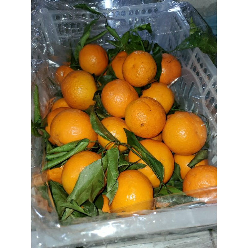 

BUAH JERUKK WOGAN SEGAR