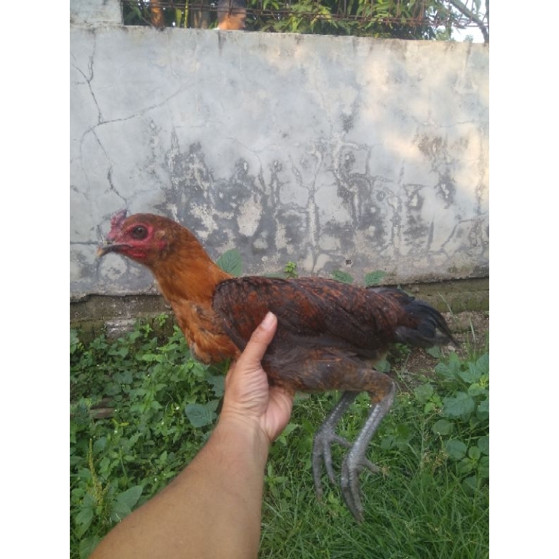 

ayam kampung muda