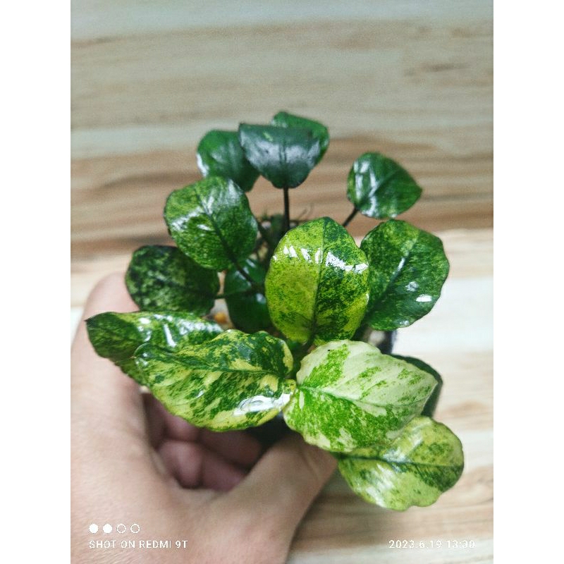 Anubias Pinto indukan (MP) real picture kode 002