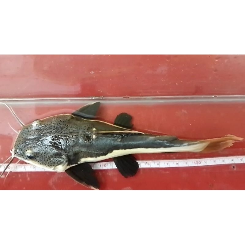 tenkmet ikan predator rtc 25cm