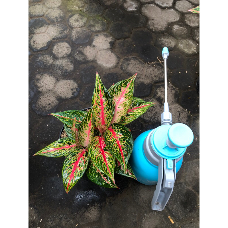 Aglaonema hot flaming lady rumpun 5