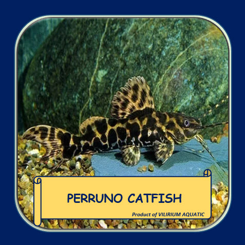 IKAN HIAS AIR TAWAR - PERRUNO CATFISH