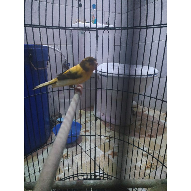 Burung kenari gacoran