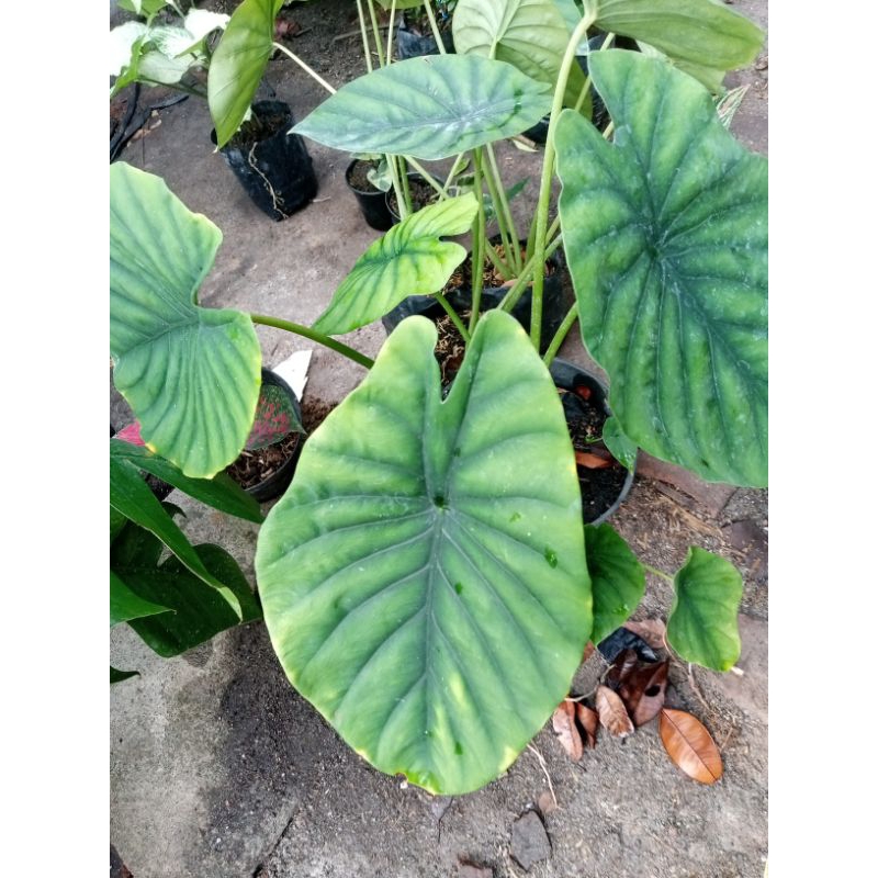 keladi tengkorak hijau