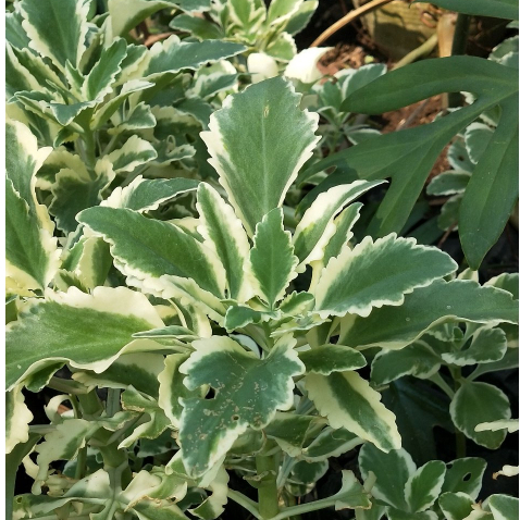 Tanaman Hias COCOR BEBEK VARIGATA / KALANCHOE VARIGATA