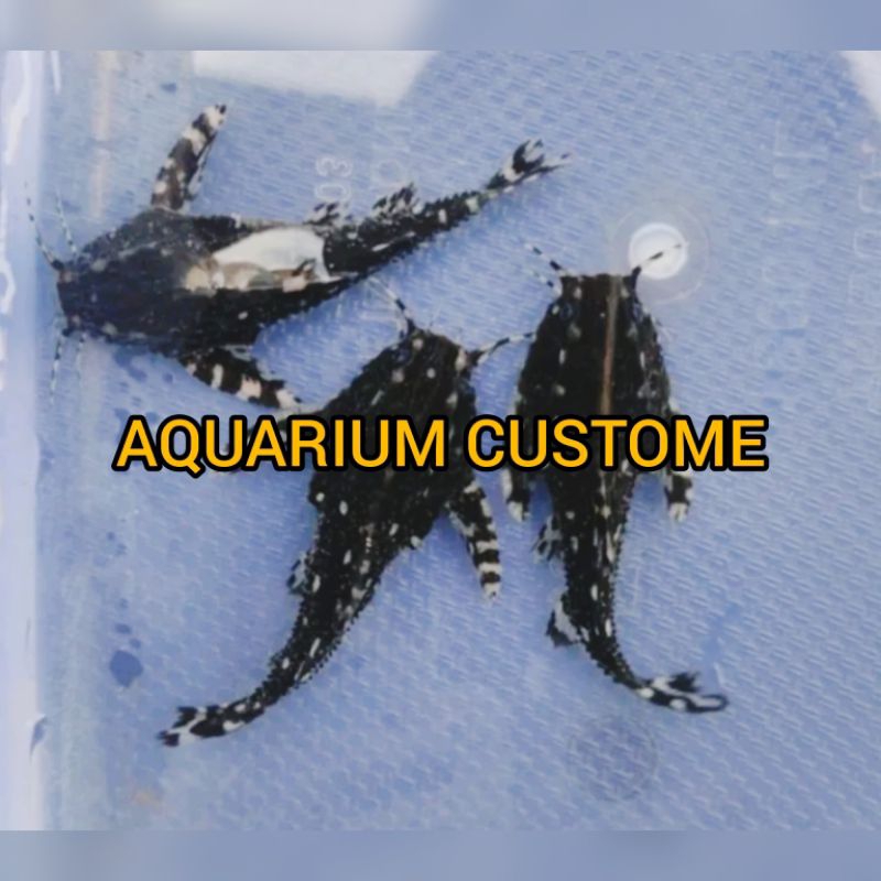 

IKAN PEMBERSIH LUMUT AGAMYXIS