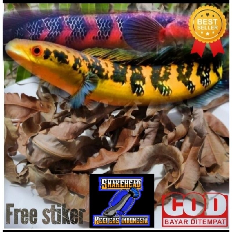 

kelakai kering kalimantan siap pakai/daun kelakai kering/kelakai kering