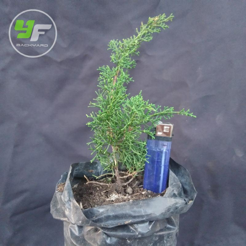 Bibit bonsai Cemara Sargenti