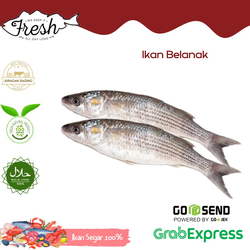 

IKAN BELANAK FRESH 1kg