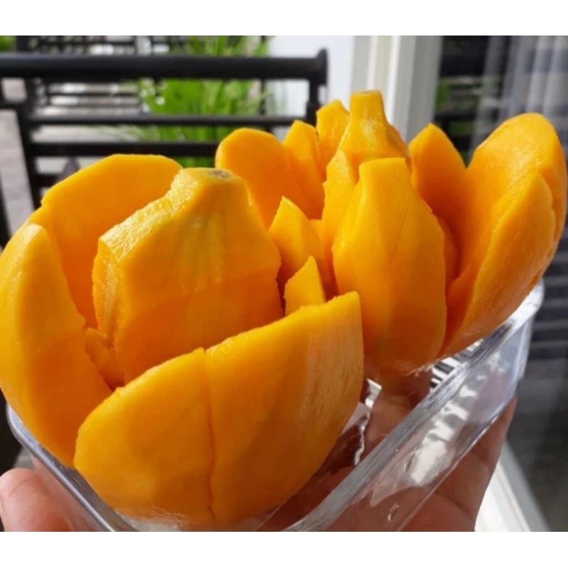 

Mangga Indramayu Juragan