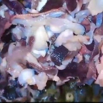 

Frozen Tetelan Gurita 500g MURAH