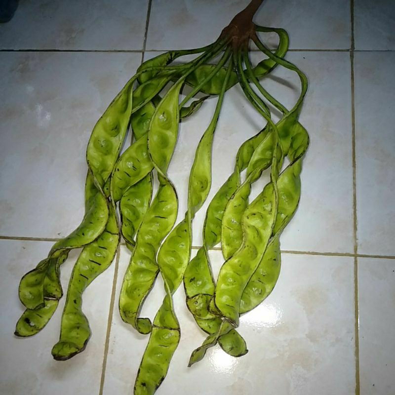 

Pete Petai Sayur segar per papan@