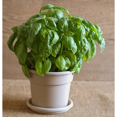 Bibit Tanaman Herbal Basil - Ocimum Basilicum -  Sweet Basil - Bakul kembang