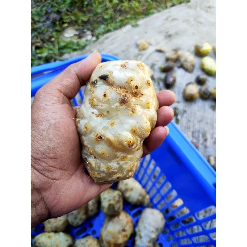 

mengkudu pace matang atau masak