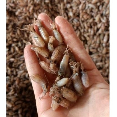 

baby cumi kering grade A 1 kg