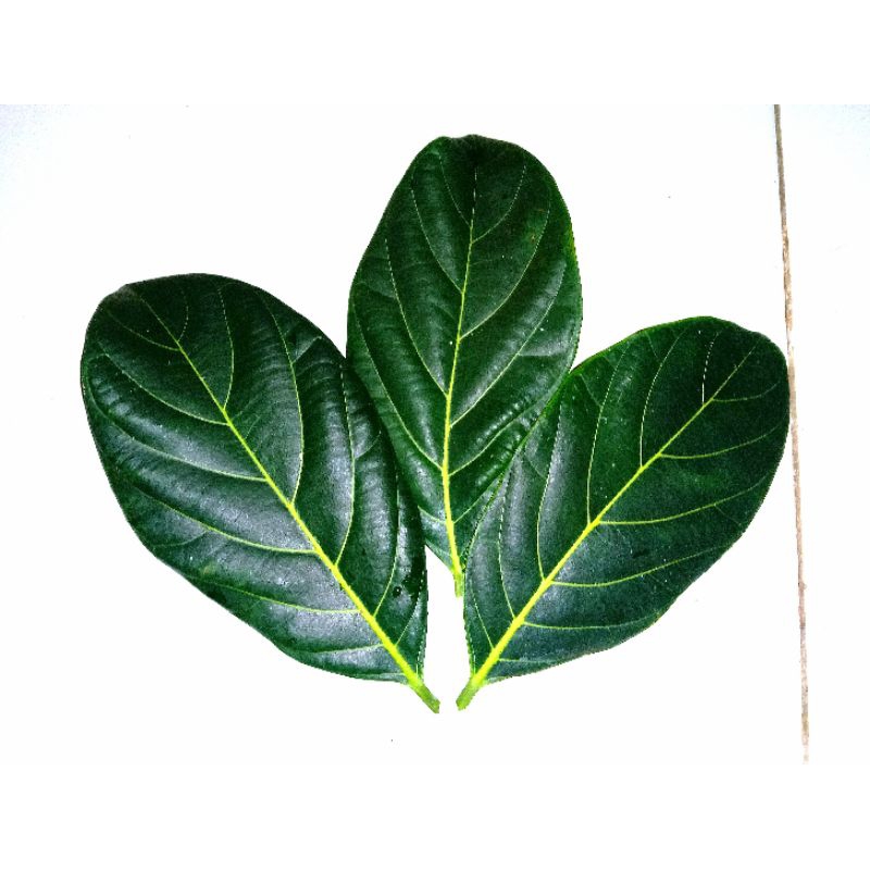 

Daun Nangka Segar Murah Meriah 50 Lembar