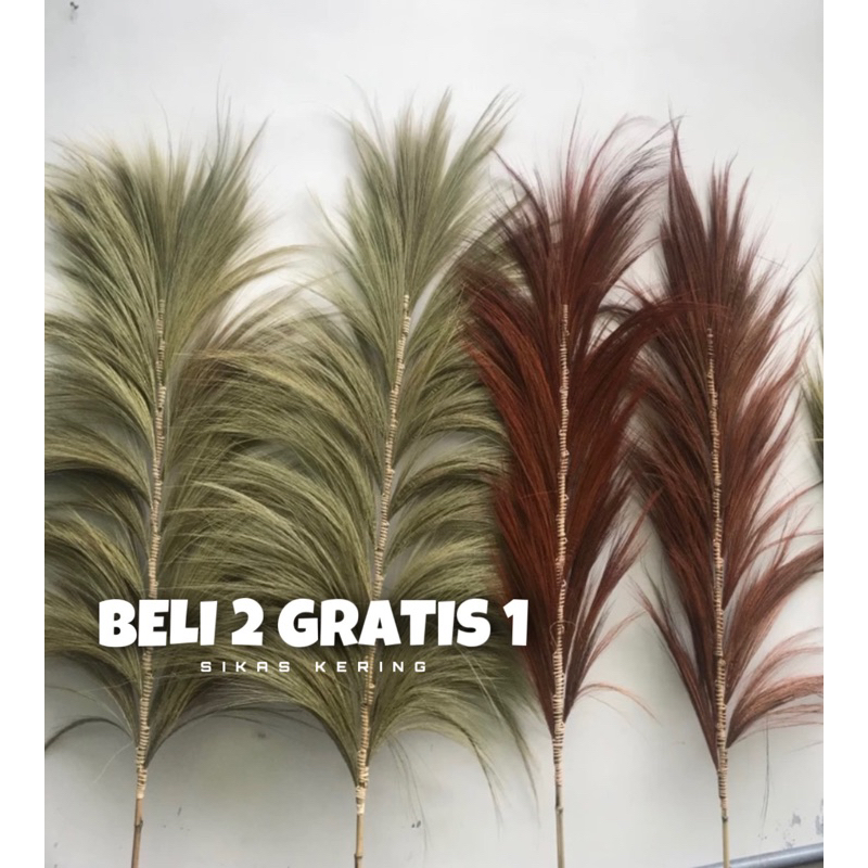 Rayung Kering Rayung Panjang Rayung Natural Rayung Rustic BELI 2 GRATIS 1 sikas Rustic Rayung Pampas