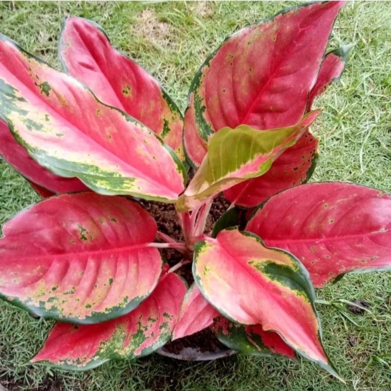 Aglonema Kochin JumbO Tanaman Hias Aglonema Aglaonema Kochin JumbO Merah Murah BUKAN BONGGOL Aglonem