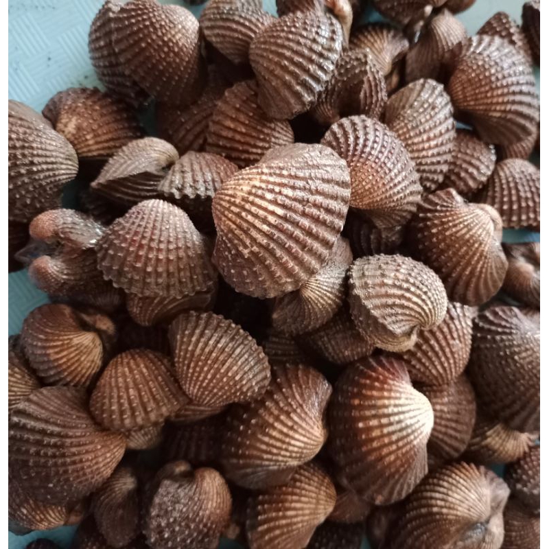 

KERANG DARA HIDUP BESAR 1KG