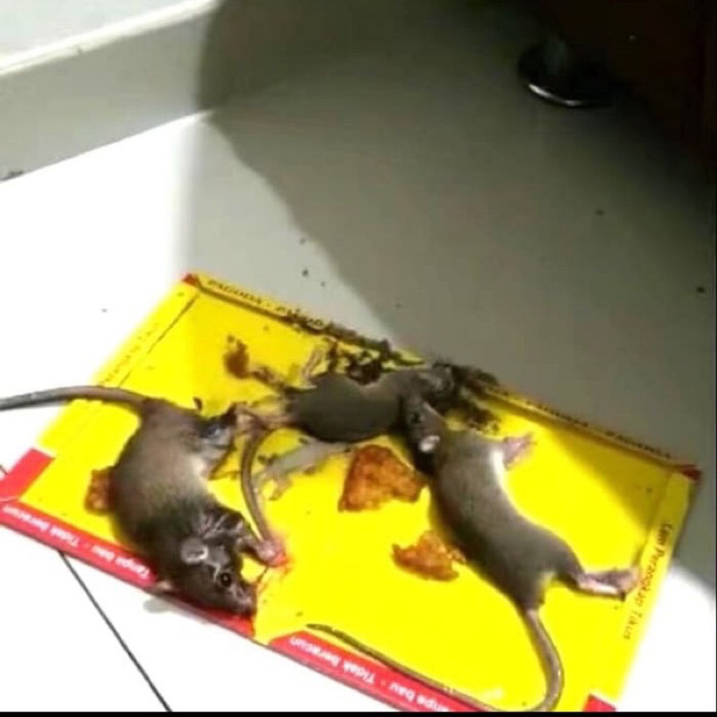 (SUN) LEM TIKUS PAPAN PAGODA / PERANGKAP JEBAKAN TIKUS / BUKU LEM TIKUS SUPER LENGKET