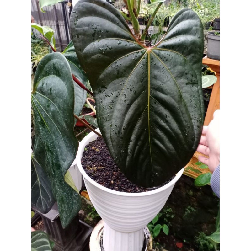 Anthurium Kuping Gajah Portilei X BlackSweet From Seed