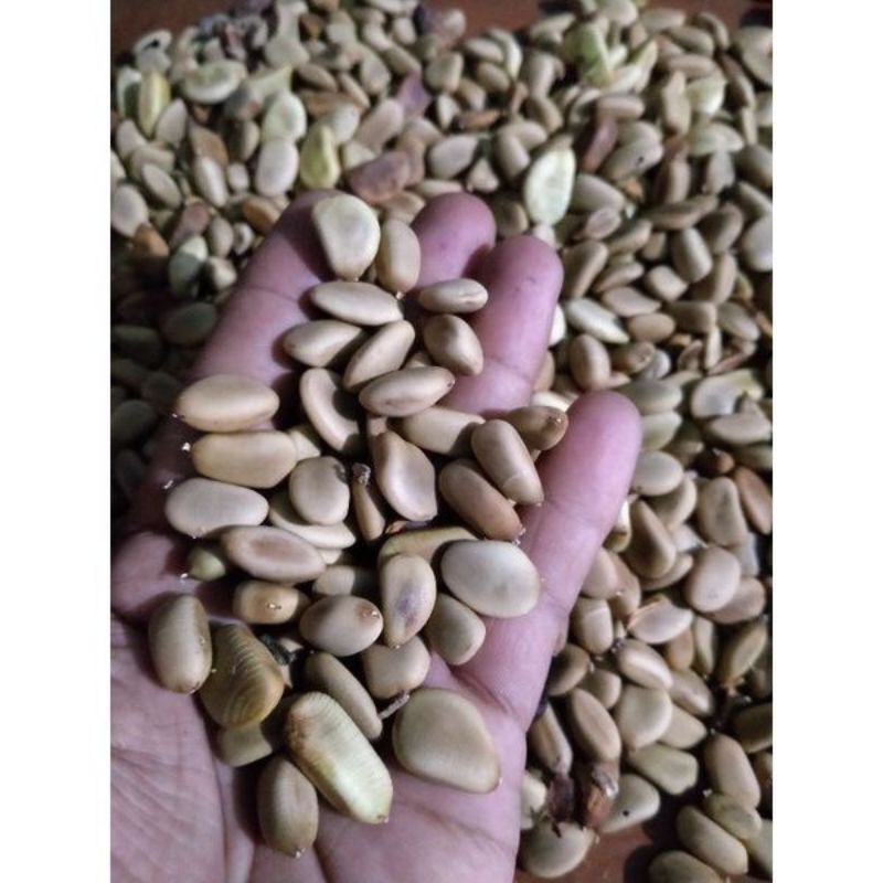 BENIH SECANG 1KG / BENIH KAYU SECANG / BIJI SECANG